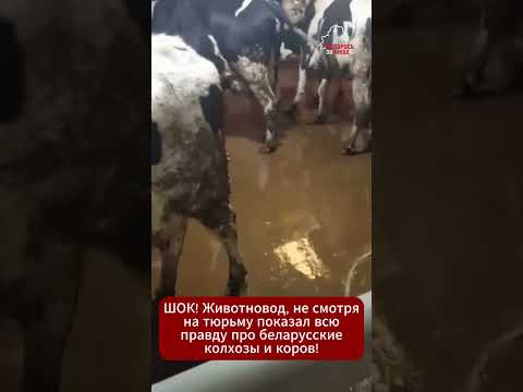 Видео: ШОК! Беларус не забоялся тюрьмы и показал всю правду! #коровы   #новостибеларуси #жизньвбеларуси