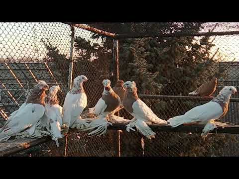 Видео: Как правильно называть окрасы голубей.  Кто прав? Среднеазиатские двухчубые голуби.