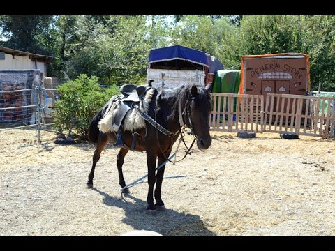 Видео: ВЕСТЕРН СЕДЛО // КАК ОДЕТЬ И ЗАКРЕПИТЬ ЕГО НА ЛОШАДИ