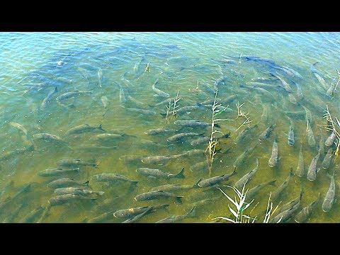 Видео: Нашёл много крупного толстолоба, но как его поймать? Рыбалка в полу-пустыне на краснопёрку. DR-Z 400