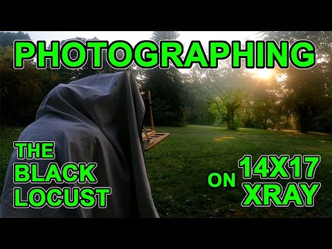 Видео: Фотографирование черной акации на рентгеновском снимке 14x17