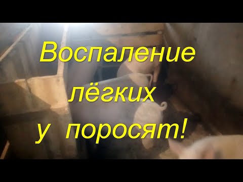 Видео: Случай произошедший недавно! Воспаление лёгких у поросят! Многодетная семья в селе!