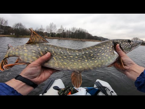 Видео: Трудовая рыбалка осенью | Nories Laydown Minnow спасает рыбалку | Твичинг воблеров