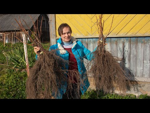 Видео: Выкапываем саженцы из школки