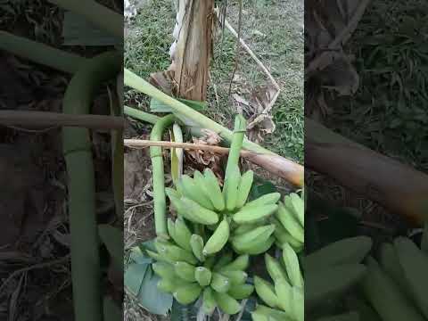 Видео: Бливийские джунгли молодыми глазами