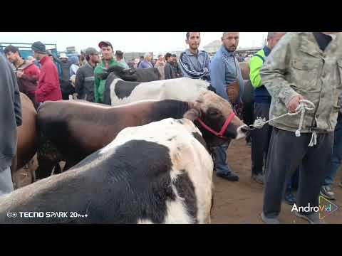Видео: Молбозори кургантепа бозори Хочи Шариф нархи тарозу баркаш  03 10 2025