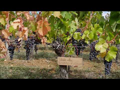 Видео: Клуб iWinemaker. Урожай 2025. ОСЕНЬ. Участок N° 480