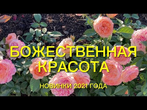 Видео: Розы. Божественная красота цветущего сада. Новинки 2021 года, это надо видеть.🌹🌹🌹