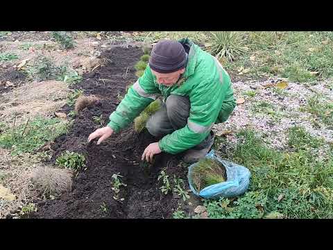 Видео: 02.11.25. Хворіти в наші плани точно не входило