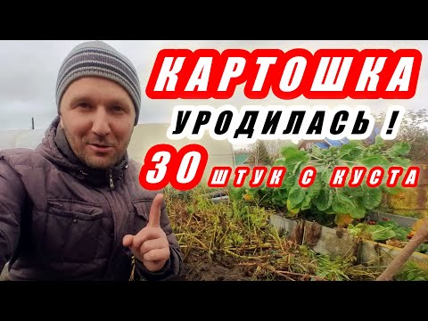 Видео: МОЩНЫЙ урожай картофеля без окучивания и прополки. Картошка УНИКА и САРПО МИРА - рекордный урожай!