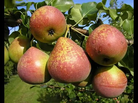 Видео: Как перенесли южные груши суровую зиму Алтая 2023 года?