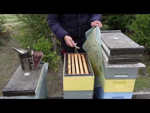 Видео: расширяю гнезда пчел ,температура воздуха+8гр