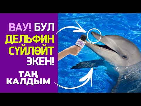 Видео: Эң акылдуу жаныбар. Дельфин