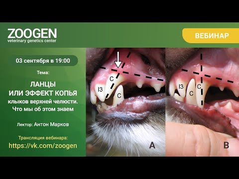 Видео: ЛАНЦЫ ИЛИ ЭФФЕКТ КОПЬЯ КЛЫКОВ ВЕРХНЕЙ ЧЕЛЮСТИ. 03.09.2025, 19:00