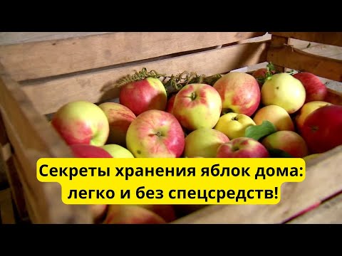 Видео: Как хранить яблоки свежими до весны: простой способ для квартиры