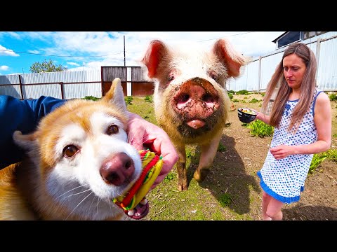Видео: Боня Хаски!!!Хрюша Свин!!! Огородный сезон 2023 объявляем ОТКРЫТЫМ!!!