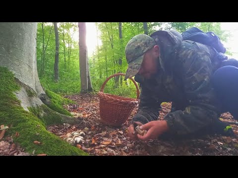 Видео: Ну і Вівторок видався третього Жовтня 2023..гриби "Це треба Бачити "