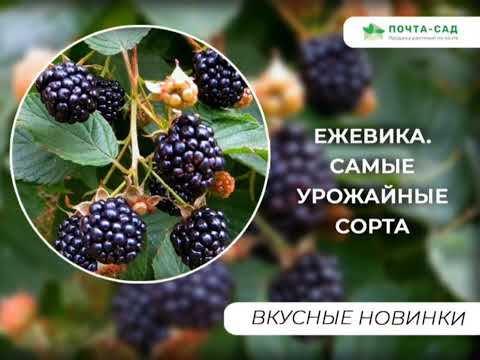 Видео: Самые вкусные сорта ежевики