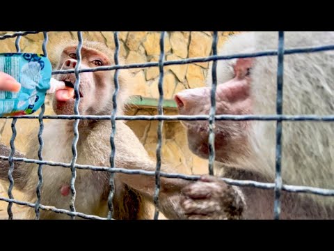 Видео: Видео о том, как мы ловко с Люськой ОБХИТРИЛИ Елисея!)) 
