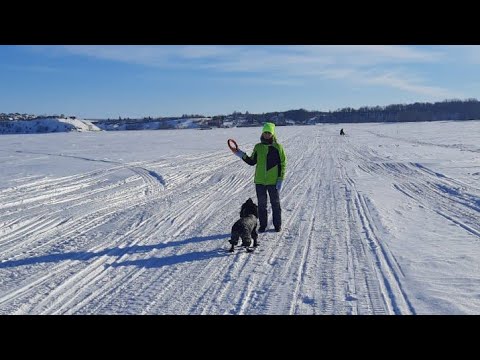 Видео: DogVlog : прогулка с собакой 🐾