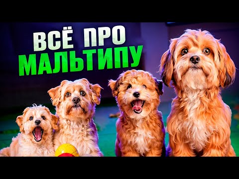 Видео: 🐶Порода Мальтипу. Вся правда. Стоит ли покупать и как выбрать, сколько стоит мальтипу?