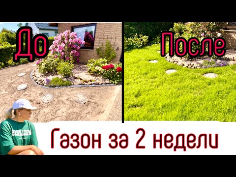 Видео: Как Вырастить Красивый Газон за Две Недели / Газон на Даче