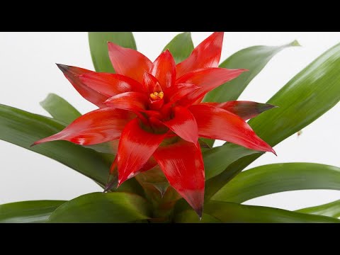 Видео: Гузмания!  Уход, Пересадка, Приметы, Магия! Красивые Комнатные Цветы!