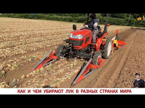 Видео: КАК И ЧЕМ УБИРАЮТ ЛУК В РАЗНЫХ СТРАНАХ МИРА/HOW AND WHAT ARE ONIONS COLLECTED IN DIFFERENT COUNTRIES