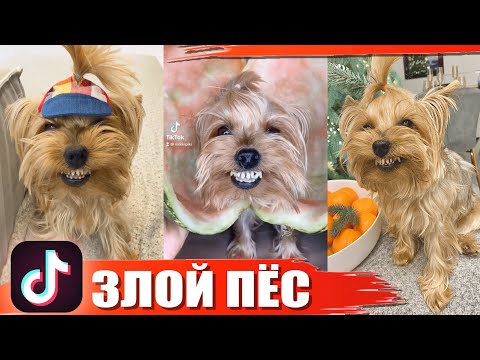 Видео: ТОП 20 ЛУЧШИХ ВАЙНОВ И ПРИКОЛОВ ТИК ТОК | Злой Пёс