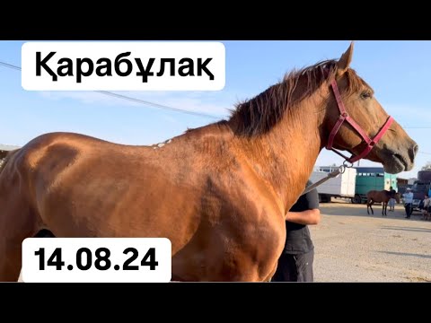 Видео: Қарабұлақ мал базары 14.08.24. 3-7 жас аралығындағы жылқылардың бағасы