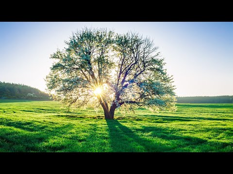 Видео: Музыка лечит сердце и сосуды🌿 Успокаивающая музыка восстанавливает нервную систему,расслабляющая #15