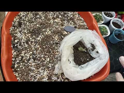 Видео: Грунт для кактусов,как я его составила.
