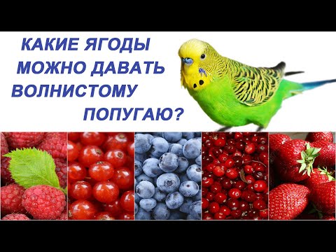 Видео: Какие ягоды можно давать волнистому попугаю? Ягодный Микс для Мистера Кеши. (English subtitles)