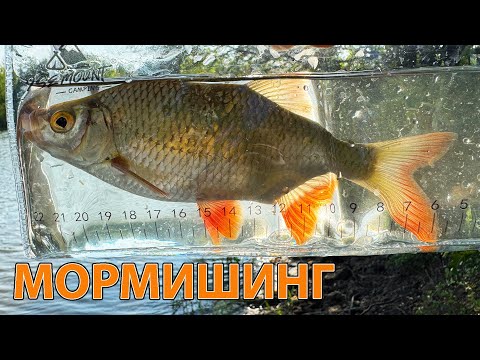 Видео: Скільки риби в сільському ставку ?? Рибалка на мормишку