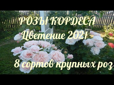 Видео: РОЗЫ КОРДЕСА.8 сортов крупных роз.Часть 1.