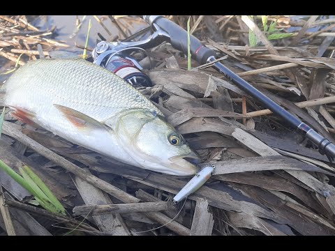 Видео: Стик выстрелил в заросшем перекате. ZipBaits Rigge Raphael