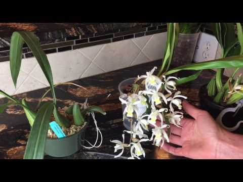 Видео: Coelogyne Flaccida, Lactae and Unchained Melody. Целогина. Уход за ароматной  орхидей, цветение.