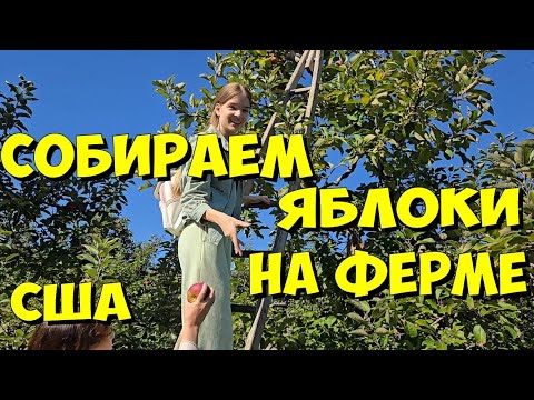 Видео: США. Собираем яблоки на ферме