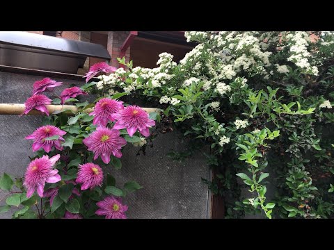 Видео: Прогулка по майскому саду. Цветут клематисы, розы, пираканты.