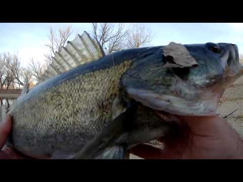 Видео: Ноябрьская ловля судака, щуки и окуня на воблеры.