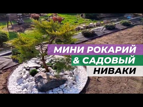 Видео: Мини рокарий вдоль дорожки и садовый ниваки.
