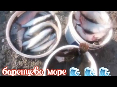 Видео: Морская рыбалка сетями .       Баренцево море 🌊 🌊 🌊