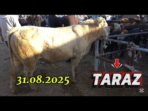 Видео: ІРІ ҚАРА БАҒАСЫ / ТАРАЗ МАЛ БАЗАР
