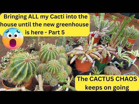 Видео: Заношу ВСЕ кактусы в дом, пока не построят новую теплицу — ХАОС С КАКТУСАМИ, часть 5 #кактус