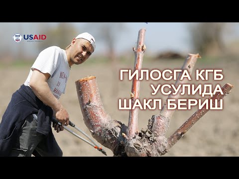 Видео: Гилос дарахтини КГБ усулида тарбиялаш