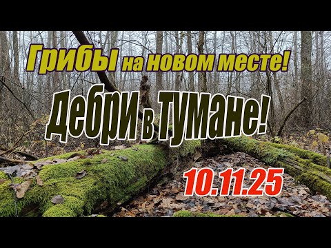 Видео: Грибы на новом месте. Дебри в тумане! 10.11.25