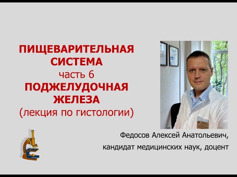 Видео: ПИЩЕВАРИТЕЛЬНАЯ СИСТЕМА 6. ПОДЖЕЛУДОЧНАЯ ЖЕЛЕЗА (лекция по гистологии)