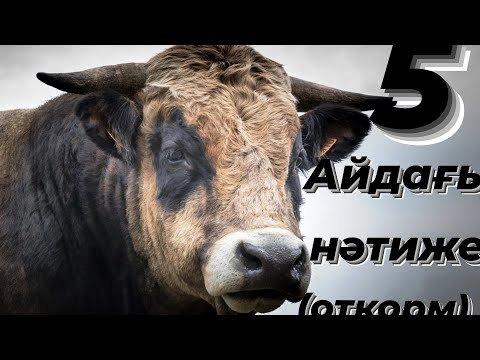 Видео: 5 АЙДАҒЫ НӘТИЖЕ#ОТКОРМА БЫЧКОВ ПОСЛЕ 5 МЕСЯЦА НА ОТКОРМ РЕЗУЬЛТАТ#fatten#