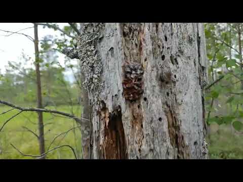 Видео: Жихарево Назия