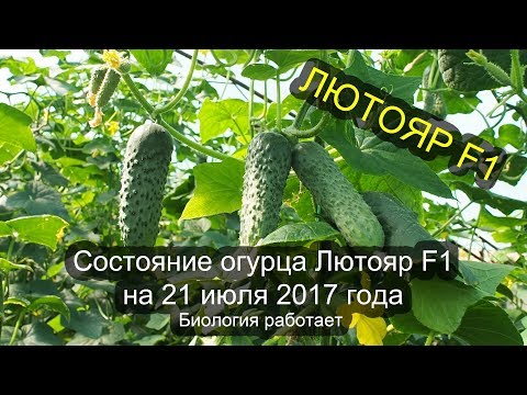 Видео: Состояние огурца ЛЮТОЯР F1 на 21 июля 2017 года. Биология работает!